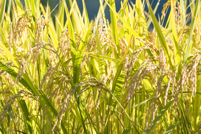 以下、産業振興についての政策例です